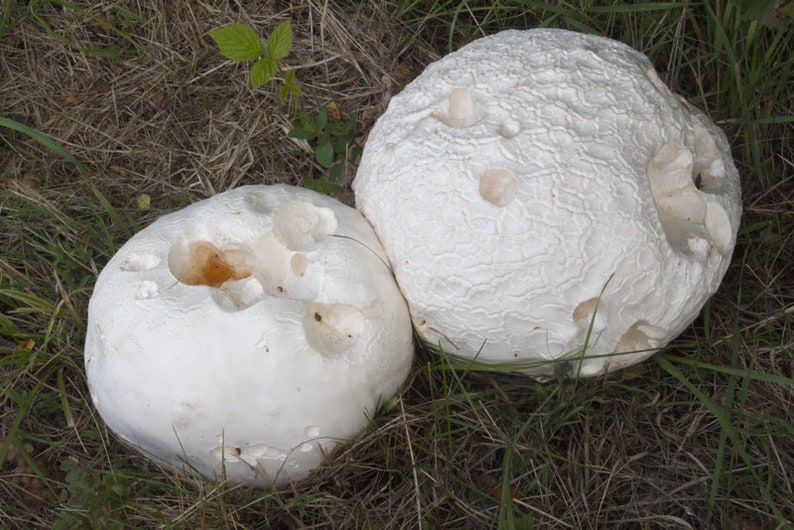 25 g Fresh Calvatia gigantea Mycelium Buy GIANT PUFFBALL Mushroom Spawn Spores Seeds Free eBook image 1