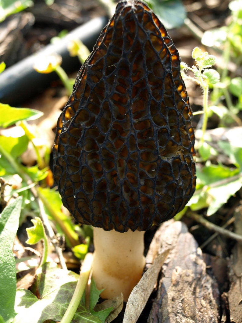 100 G Fresh Morchella Conica BLACK MOREL Mycelium Buy Mushroom Etsy
