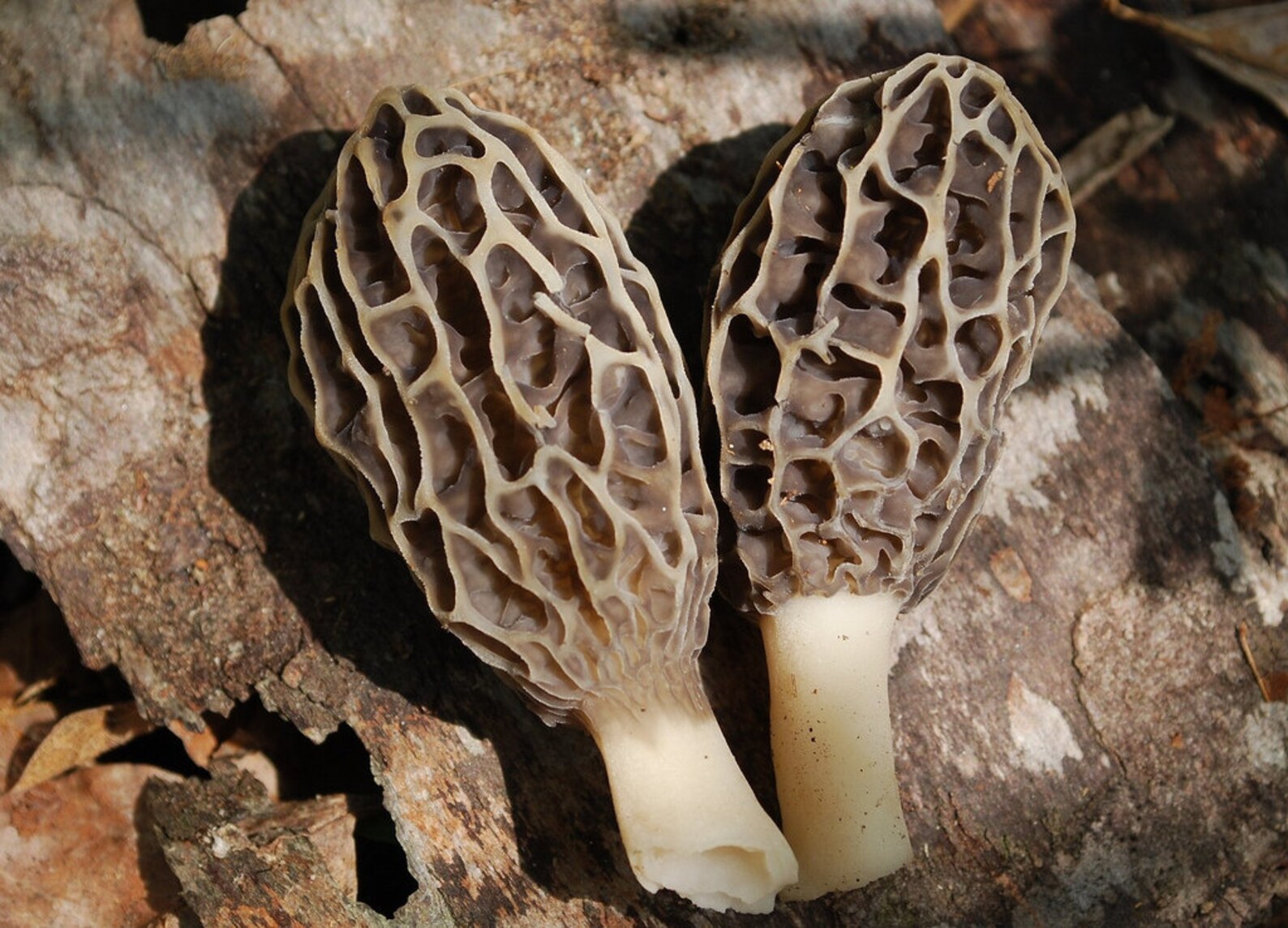 25 G Fresh GRAY MOREL Morchella Tomentosa Mycelium Buy Etsy