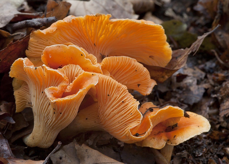30 g Fresh ORANGE CHANTERELLE Mycelium Cantharellus friesii Etsy
