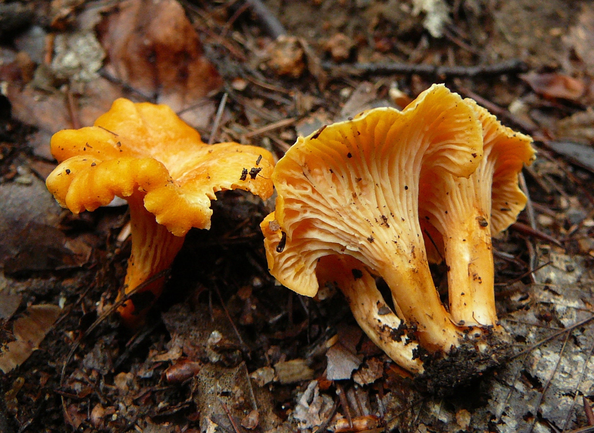 30 g Fresh ORANGE CHANTERELLE Mycelium Cantharellus friesii Etsy