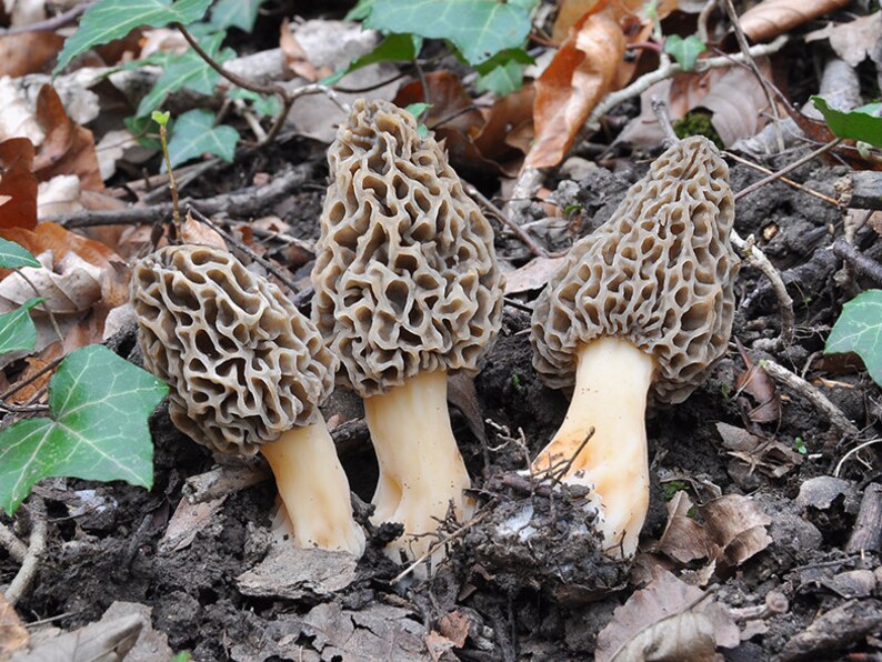 15 g Fresh TRUE MOREL Morchella vulgaris Mycelium Mushroom Etsy