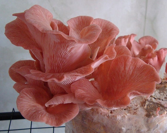 Oyster Pink Mushrooms Mycelium Spores Spawn Dried Seeds Mg006 Non-Hybrid Open-Pollinated Pleurotus Djamor Suited for
