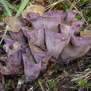 20 g Fresh VIOLET CHANTERELLE Mycelium Gomphus clavatus Buy Mushroom Spawn Spores Seeds + Free eBook