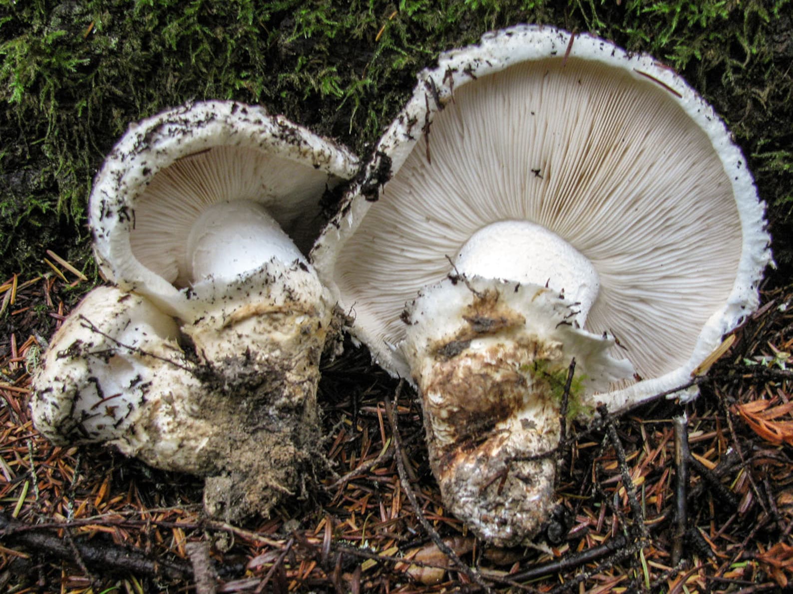 10 G Fresh WHITE MATSUTAKE Tricholoma Magnivelare Mycelium Etsy UK