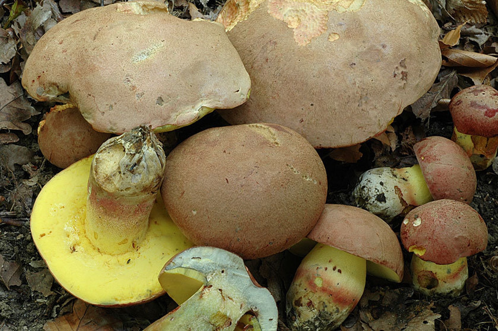 30 G Fresh ROYAL BOLETE Cep Porcini Mycelium Boletus Regius Etsy