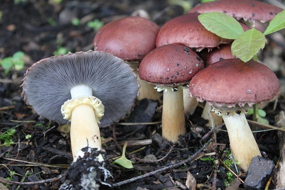 Culture de mycélium pour une production massive de champignon