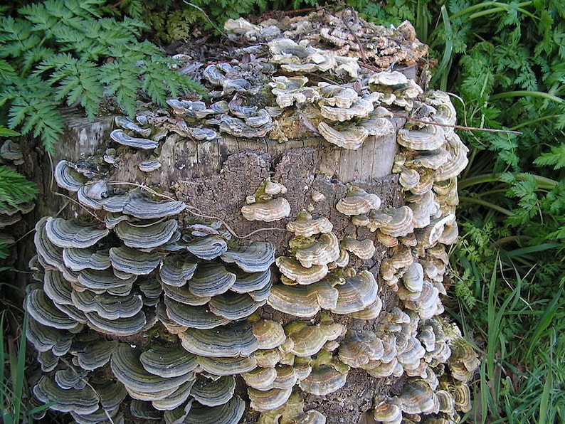 30 Fresh Trametes versicolor TURKEY TAIL Mushroom Dowels Plugs Buy Mushroom Spawn Spores eBook image 4