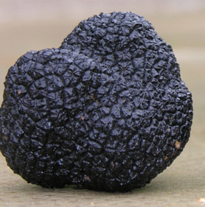 10 g Fresh Tuber oregonense Mycelium OREGON BLACK TRUFFLE Etsy