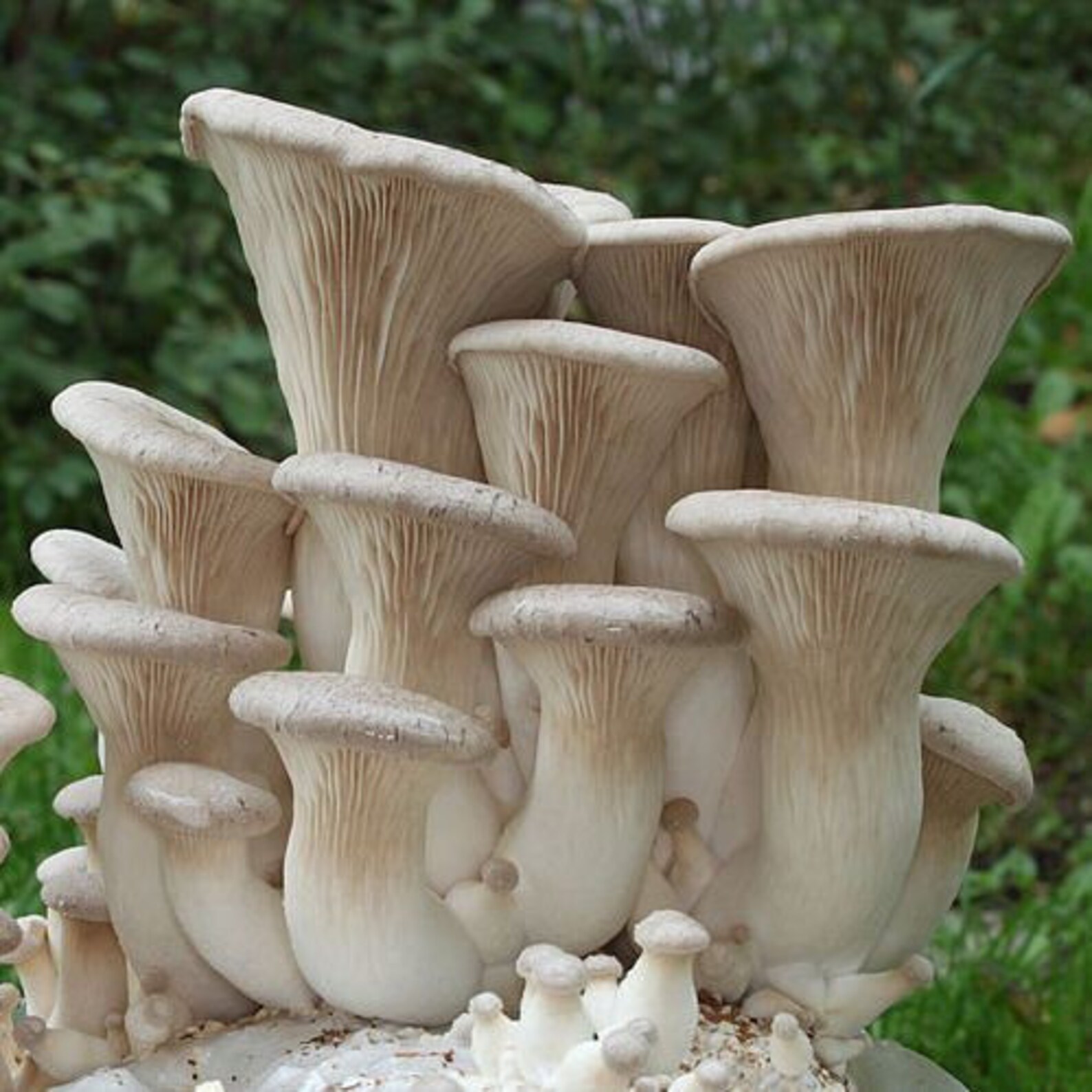 20 g Fresh KING OYSTER Pleurotus eryngii Mycelium Koop Etsy Nederland