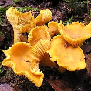15 g Fresh YELLOW CHANTERELLE Mycelium Cantharellus cibarius Buy Mushroom Spawn Seeds Spores eBook image 2