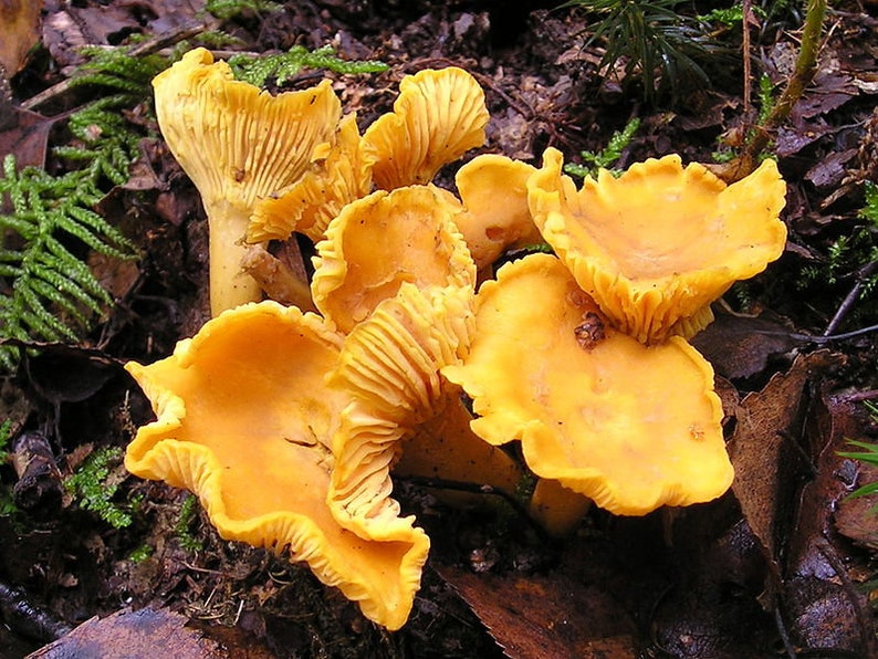 15 g Fresh YELLOW CHANTERELLE Mycelium Cantharellus cibarius Buy Mushroom Spawn Seeds Spores eBook image 2