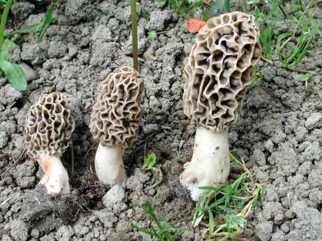 30 G Fresh TRUE MOREL Mycelium Morchella Vulgaris Mushroom Etsy UK