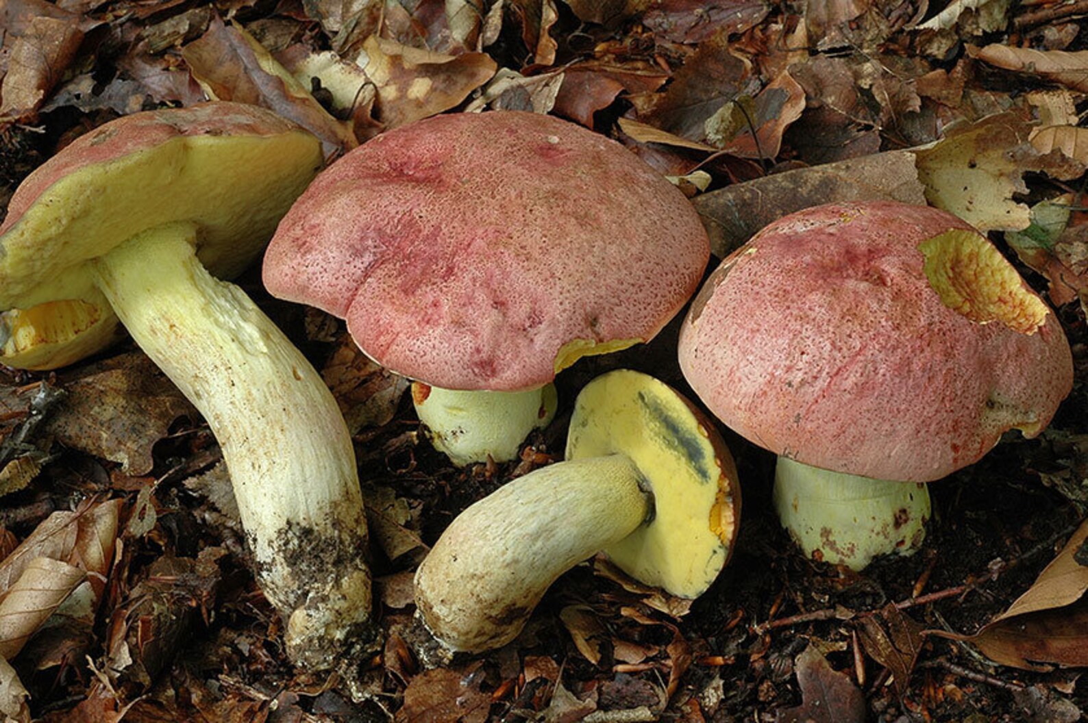 30 G Fresh ROYAL BOLETE Cep Porcini Mycelium Boletus Regius Etsy