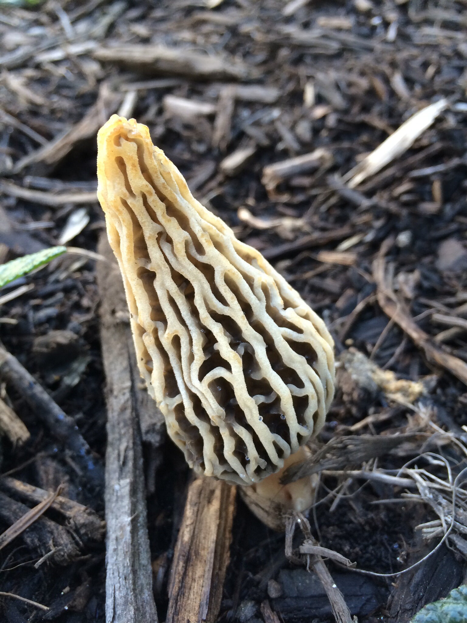 25 g Fresh WHITE MOREL Morchella deliciosa Mycelium Buy Etsy