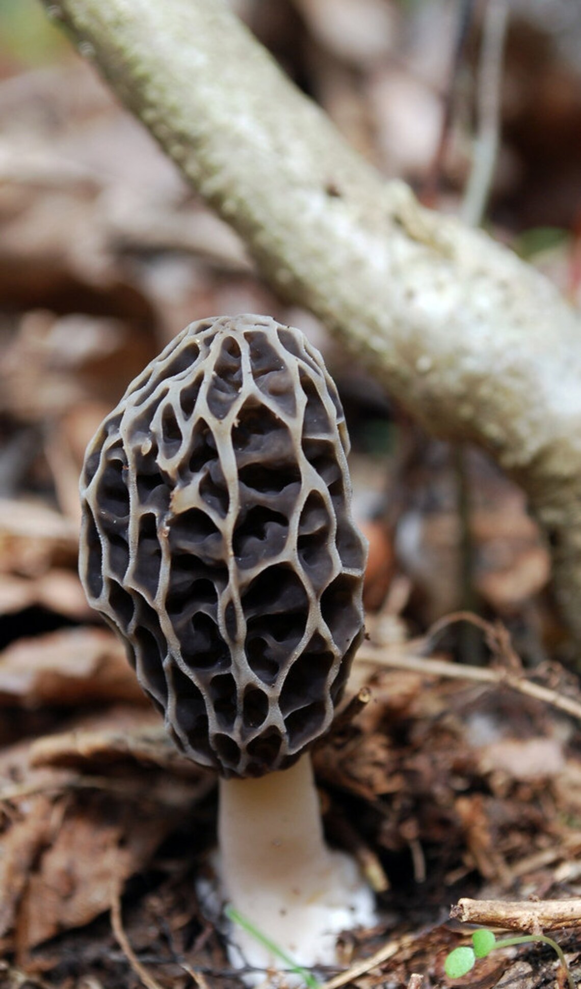 25 G Fresh GRAY MOREL Morchella Tomentosa Mycelium Buy Etsy