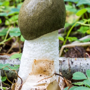 15 g Fresh Phallus impudicus Mycelium COMMON STINKHORN Mushroom Spawn Seeds Spores Free eBook image 2