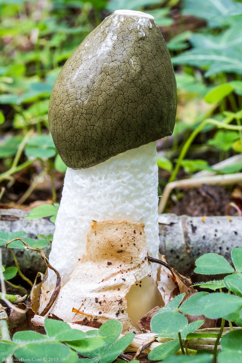 15 g Fresh Phallus impudicus Mycelium COMMON STINKHORN Mushroom Spawn Seeds Spores Free eBook image 2