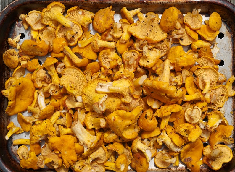 15 g Fresh YELLOW CHANTERELLE Mycelium Cantharellus cibarius Buy Mushroom Spawn Seeds Spores eBook image 5