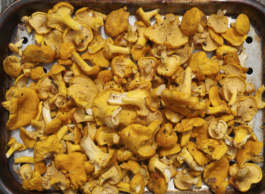 15 g Fresh YELLOW CHANTERELLE Mycelium Cantharellus cibarius Etsy