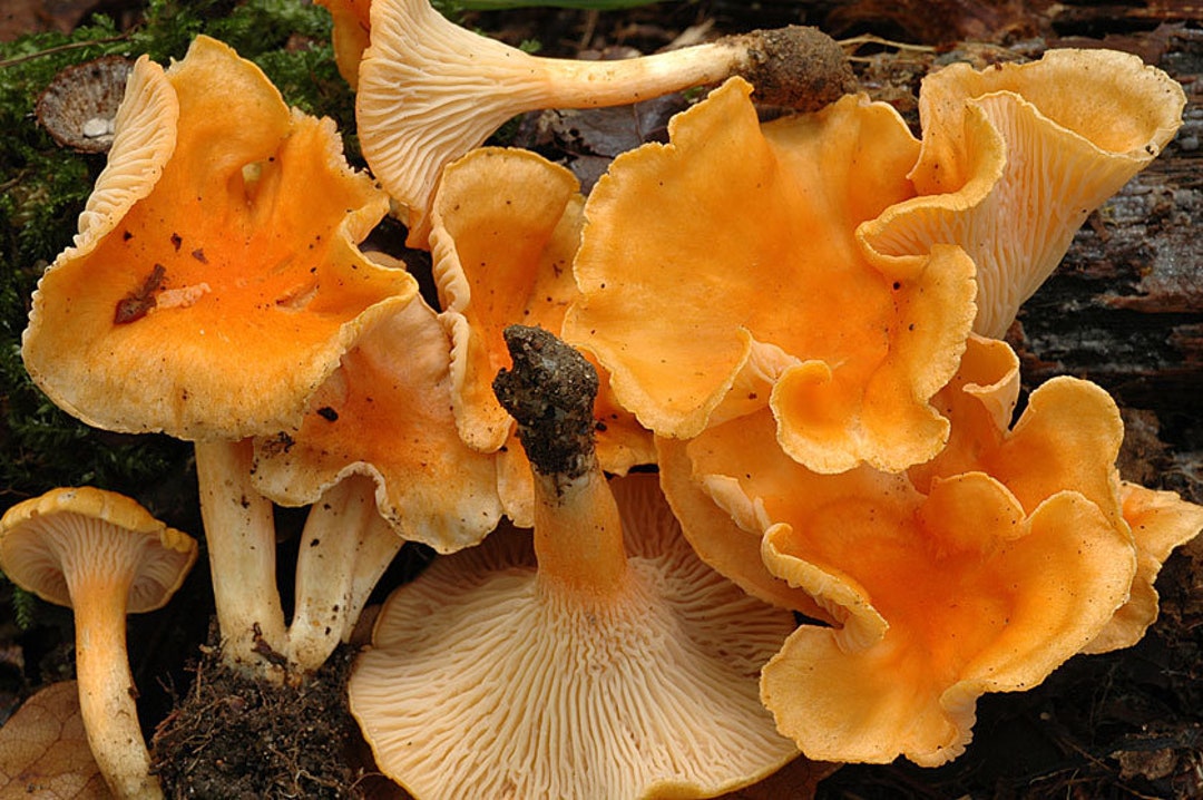 30 g Fresh ORANGE CHANTERELLE Mycelium Cantharellus friesii Etsy Polska
