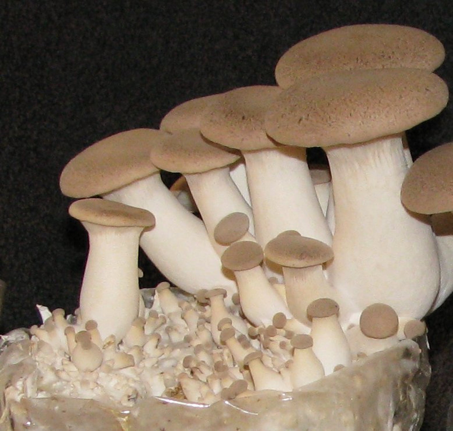 20 g Fresh KING OYSTER Pleurotus eryngii Mycelium Buy Mushroom Etsy