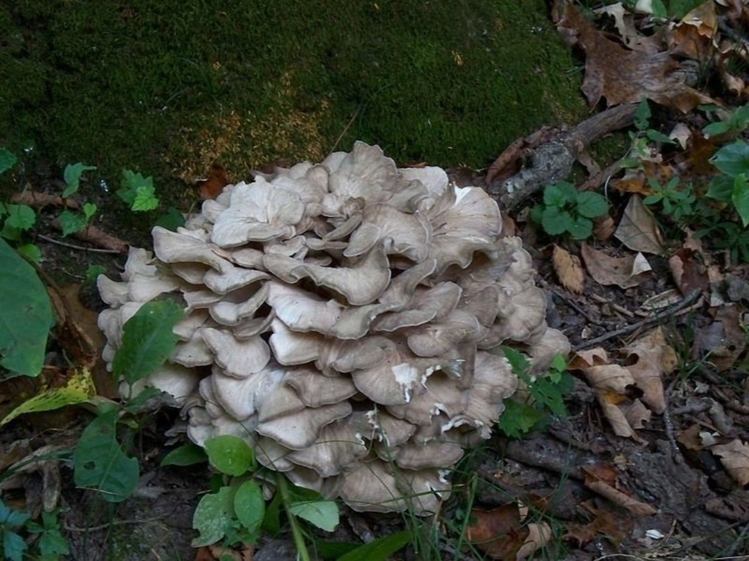 30 Fresh MAITAKE Grifola Frondosa HEN of the WOODS Buy Etsy Canada