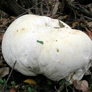 25 g Fresh Calvatia gigantea Mycelium Buy GIANT PUFFBALL Mushroom Spawn Spores Seeds Free eBook image 3