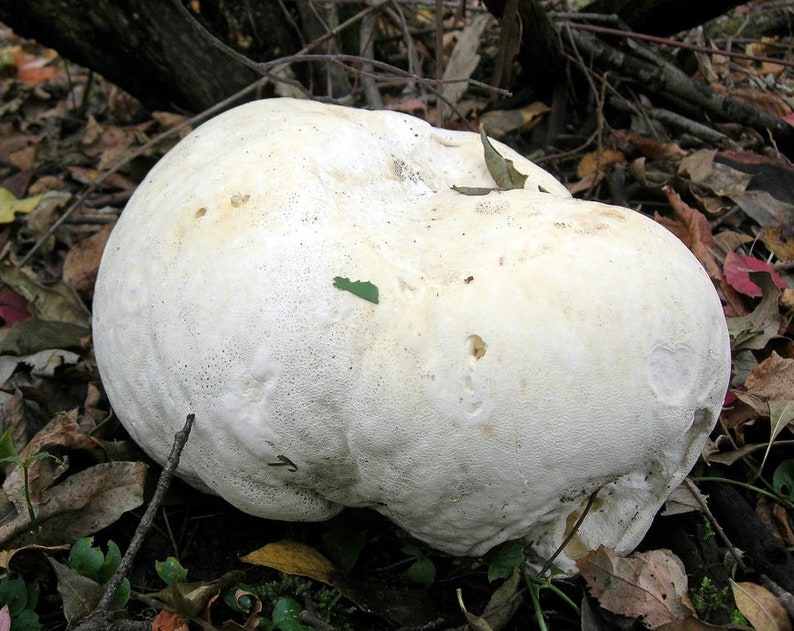 25 g Fresh Calvatia gigantea Mycelium Buy GIANT PUFFBALL Mushroom Spawn Spores Seeds Free eBook image 3