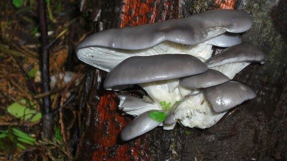 20 Fresh Pleurotus Sajor Caju Grey Oyster Mushroom Dowels Etsy