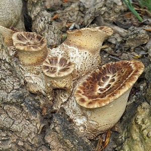 30 Fresh Polyporus squamosus DRYADS SADDLE Mushroom Dowels Plugs Buy Mushroom Spawn Spores eBook image 5