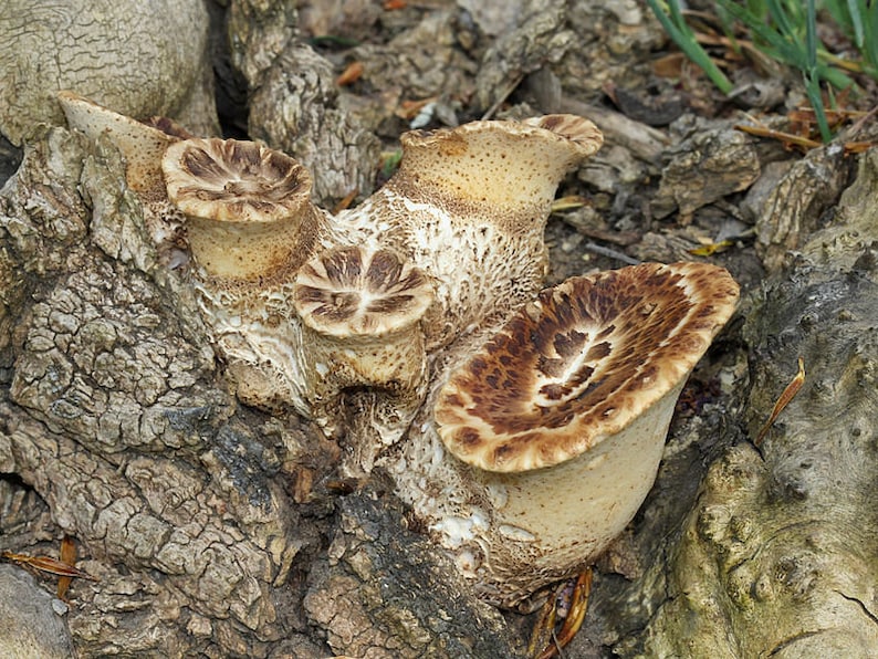 30 Fresh Polyporus squamosus DRYADS SADDLE Mushroom Dowels Plugs Buy Mushroom Spawn Spores eBook image 5