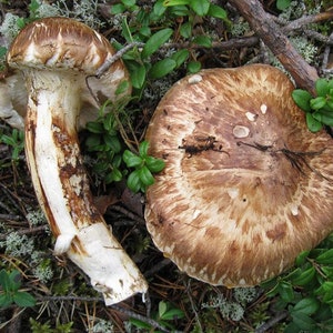 10 g Fresh Tricholoma MATSUTAKE Mycelium Buy Mushroom Spawn Seeds Spores Free eBook image 3