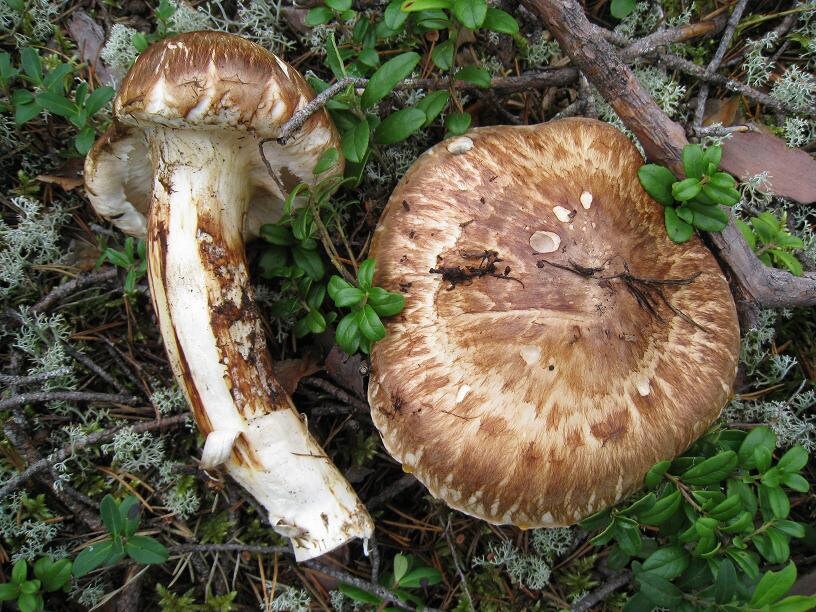 20 G Fresh Tricholoma MATSUTAKE Mycelium Buy Mushroom Spawn Etsy UK
