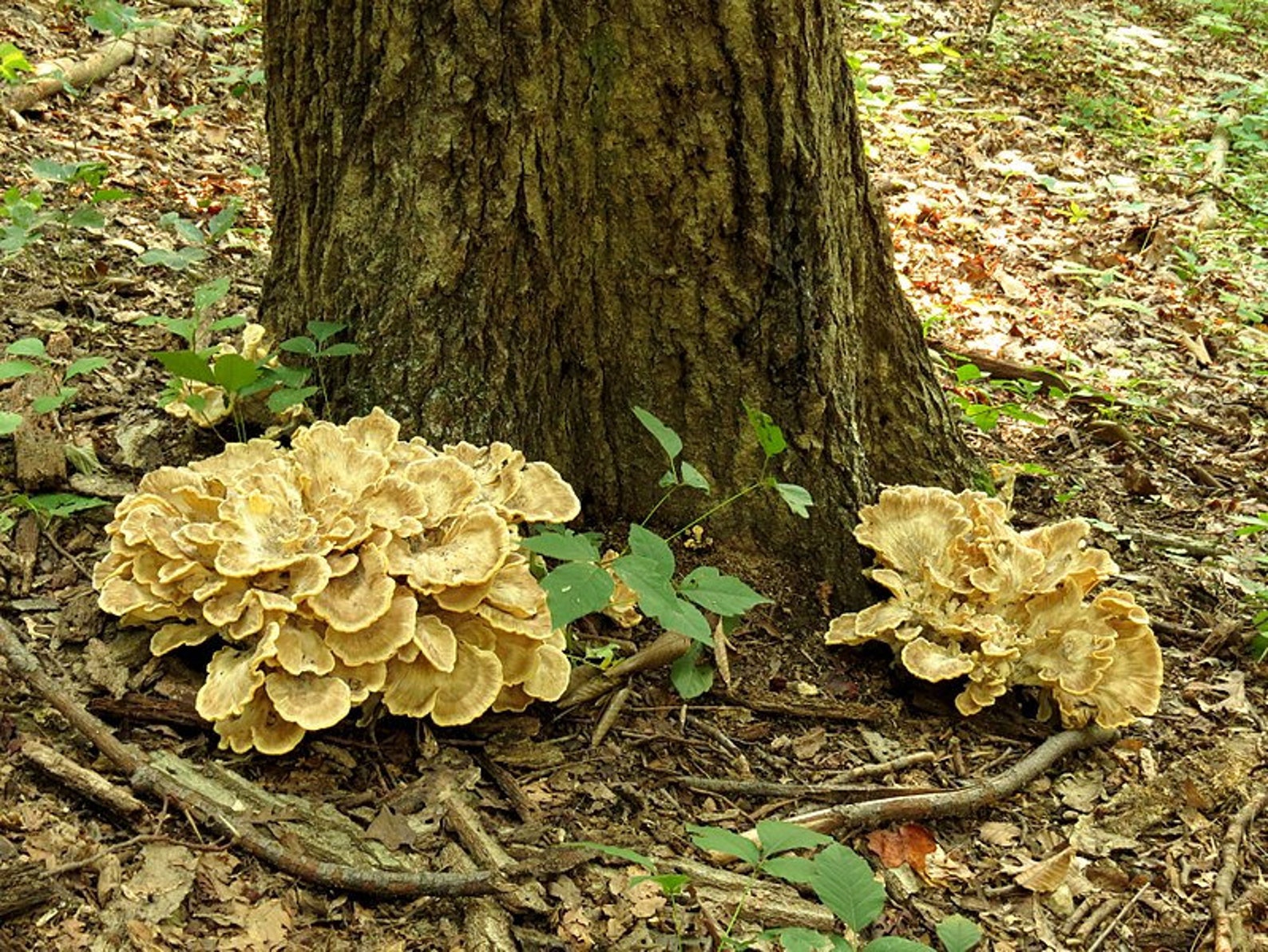 20 Fresh MAITAKE Grifola Frondosa HEN of the WOODS Buy Etsy Canada