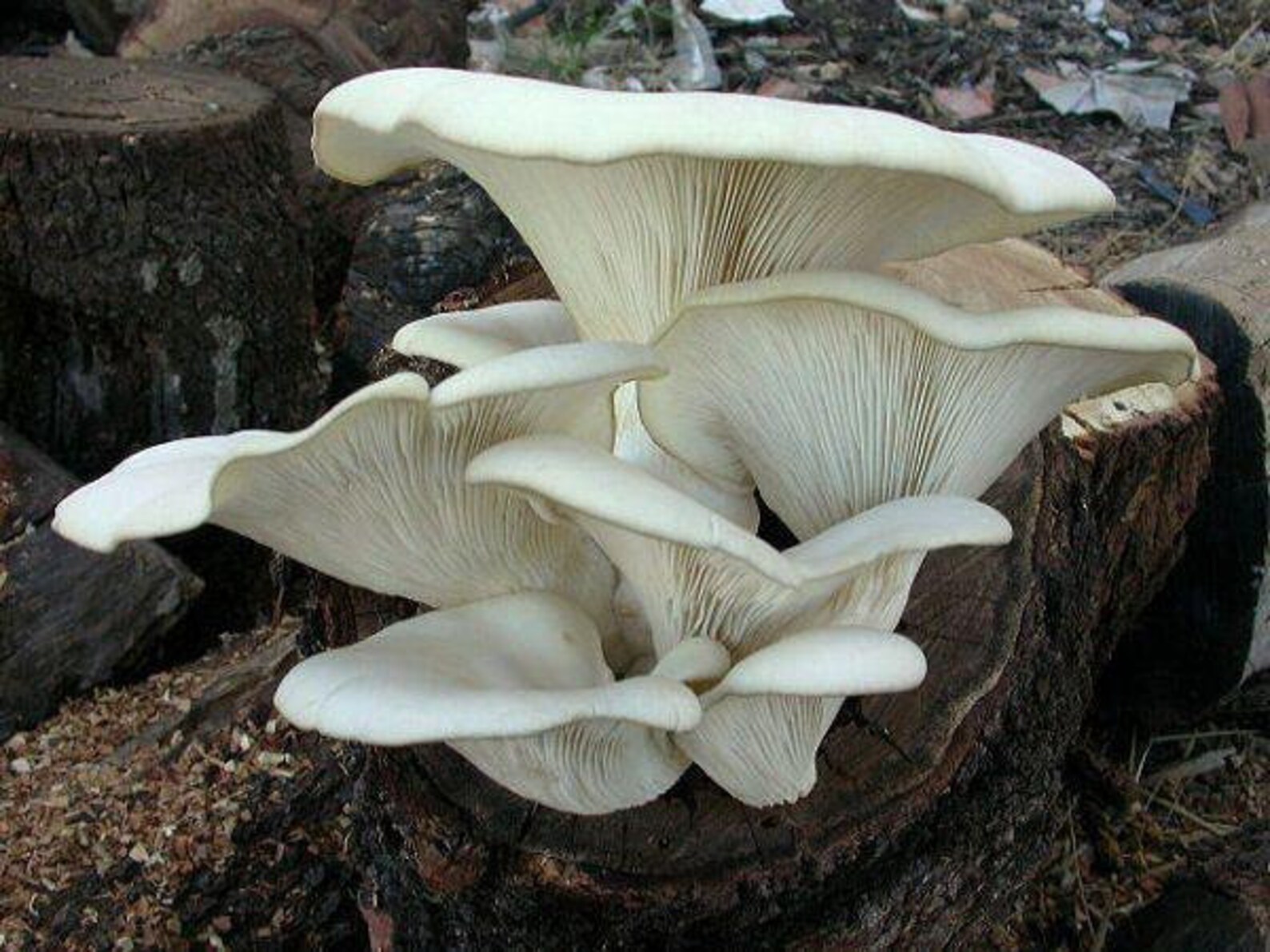 Белые вешенки грибы. Вешенка легочная Pleurotus pulmonarius. Вешенка беловатая. Вёшенка поганка. Вешенка рожковидная.