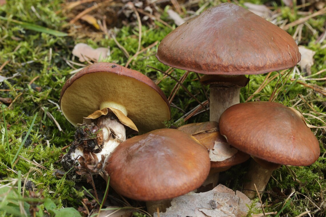 20 G Fresh SLIPPERY JACK Mushroom Spawn Spores Seeds Suillus Etsy