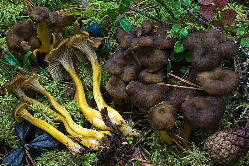 15 G Fresh Yellowfoot FUNNEL CHANTERELLE Mushroom Spawn Spores Etsy UK