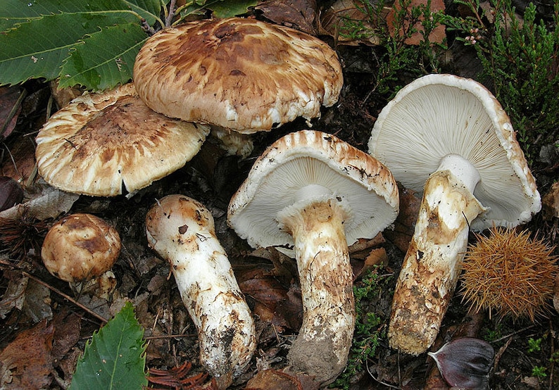 10 g Fresh BROWN MATSUTAKE Tricholoma caligatum Mycelium Mushroom Spawn Seeds Spores Free eBook image 1