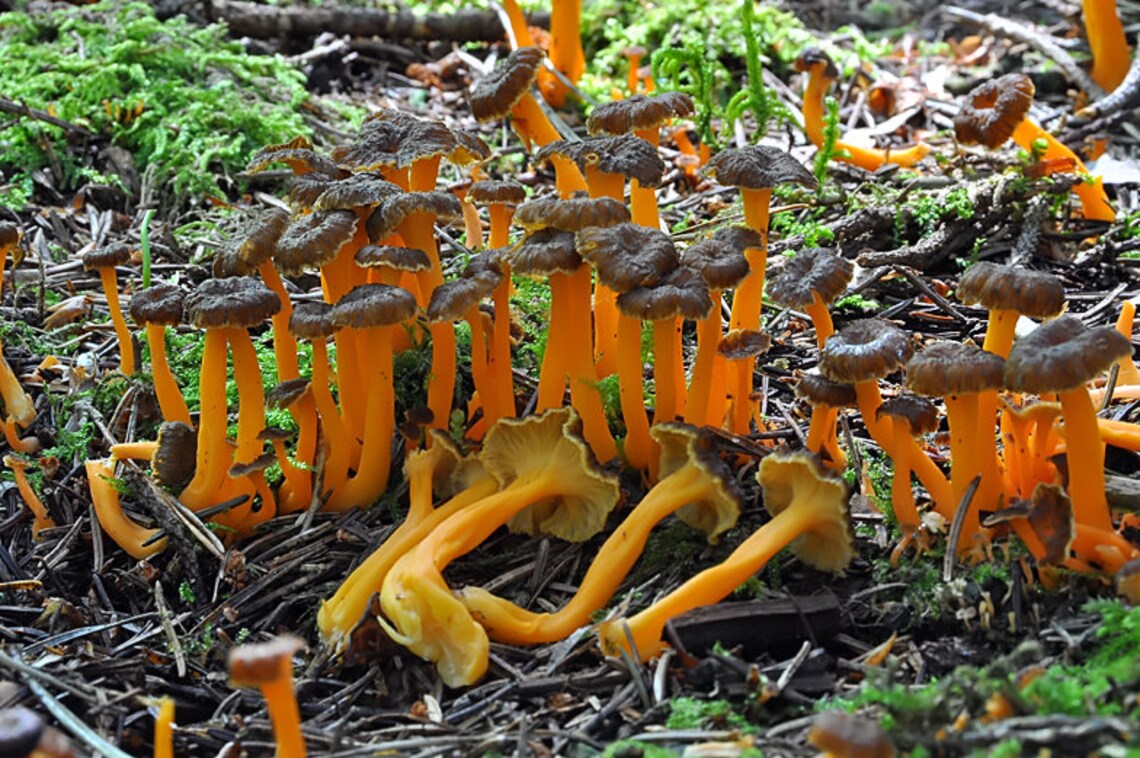 30 G Fresh YELLOW FOOT Chanterelle Mycelium Craterellus Etsy