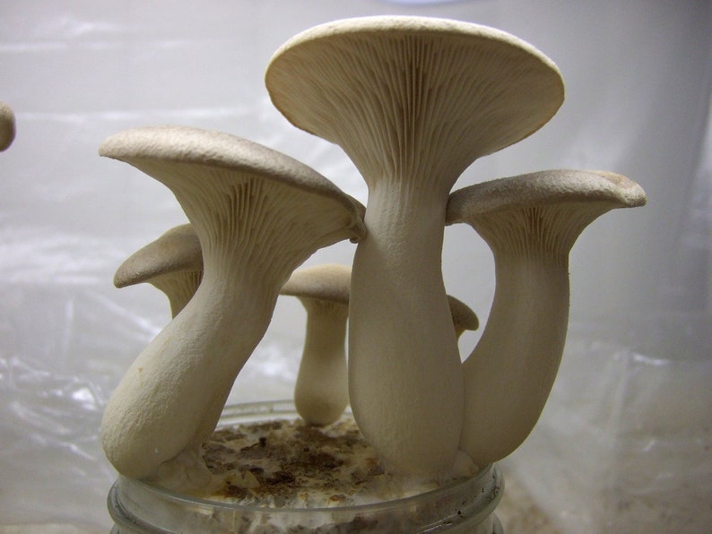 20 g Fresh KING OYSTER Pleurotus eryngii Mycelium Buy
