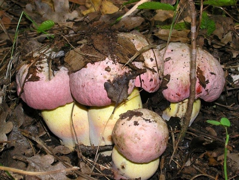 100 g Fresh BOLETUS EDULIS Porcini Cep Buy Mushroom Spawn Spores Seeds