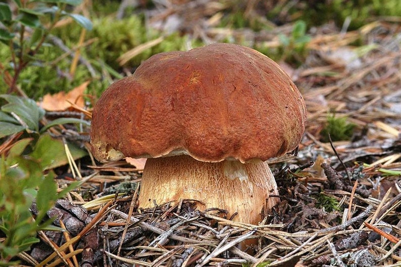 30 G Fresh PINE Wood KING BOLETE Boletus Pinophilus Mycelium Etsy Canada