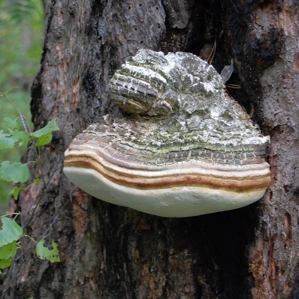 30 Fresh AGARIKON Mushroom Dowels Plugs Fomitopsis officinalis Koop Mushroom Spawn Spores + eBook