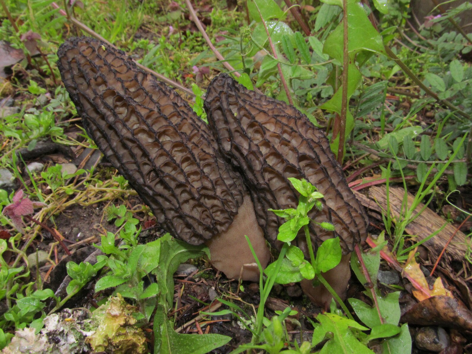 30 G Fresh LANDSCAPE BLACK MOREL Mycelium Morchella Importuna Etsy
