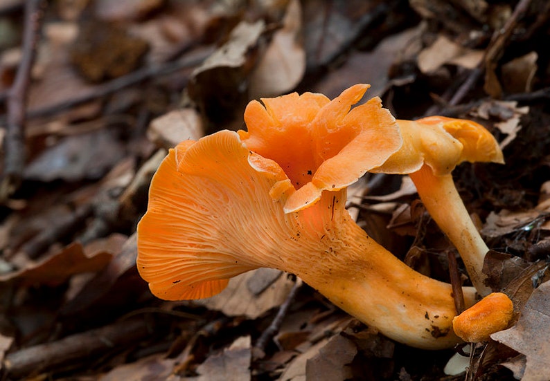 30 g Fresh ORANGE CHANTERELLE Mycelium Cantharellus friesii Etsy