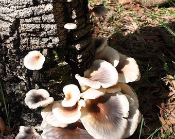 30 Fresh Bioluminescent GHOST FUNGUS Buy Mushroom Dowels Plugs Omphalotus nidiformis Spawn Spores + eBook