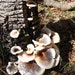 see more listings in the Mushroom dowels section