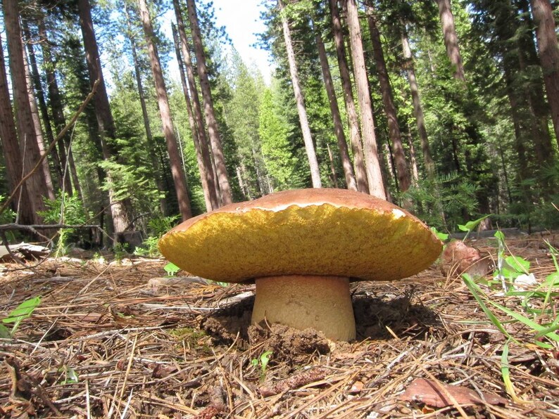 15 G Fresh SPRING KING BOLETE Cep Porcini Boletus Rexveris Etsy