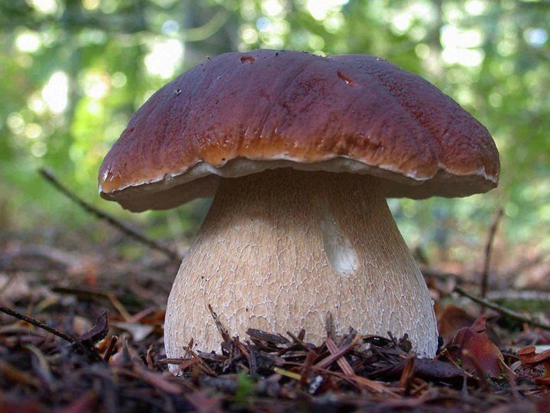 100 g Fresh CEP PORCINI Boletus edulis Mycelium Buy Mushroom Spawn Seeds Spores eBook image 1